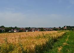 Ansicht von Altheim mit Weizenfeld im Vordergrund